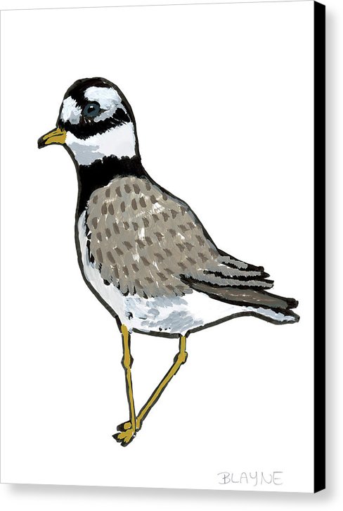 Courage Gull - Canvas Print